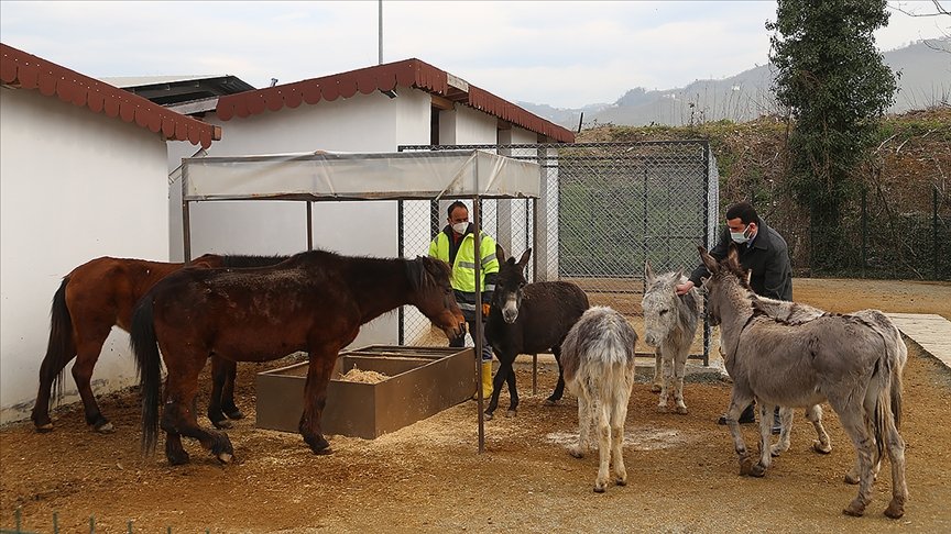 Yaralı at ve eşekler Sokak Hayvanları Geçici Bakımevi’nde sağlıklarına kavuştu