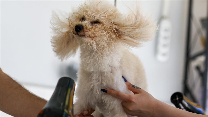 Pet kuaföründe tıraşı ve bakımı yapılan ‘can dostlar’ neşeli halleri ile gülümsetiyor
