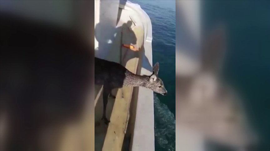 Kastamonu’da denize düşen karacayı balıkçılar kurtardı