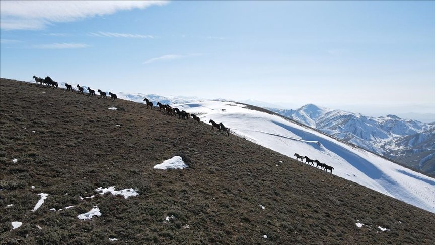 Emir Dağları’ndaki yılkı atları drone ile görüntülendi