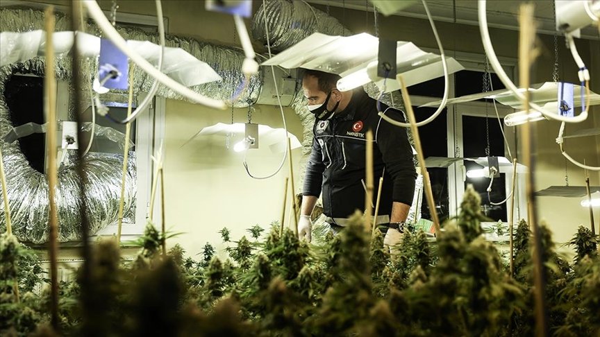Avcılar’da uyuşturucu operasyonunda seraya çevrilen evde 88 kök marihuana ele geçirildi