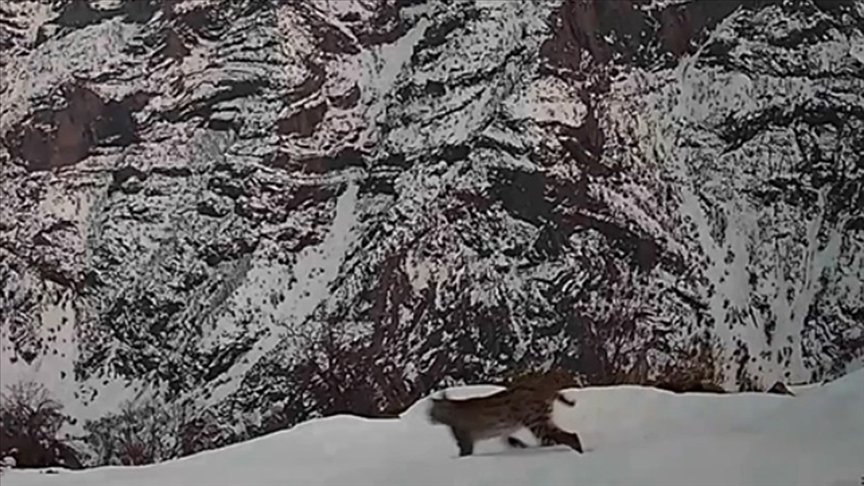 Tunceli’de nesli tükenme tehlikesindeki vaşak fotokapanla görüntülendi
