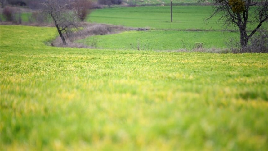 Trakya’da ‘zirai don’ hububat ekili bazı arazilerde ürünlere zarar verdi