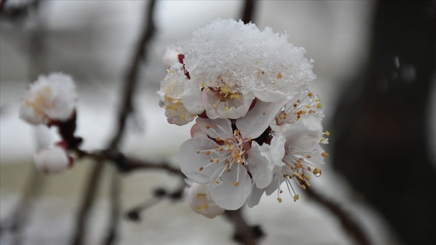 Meteorolojiden zirai don uyarısı