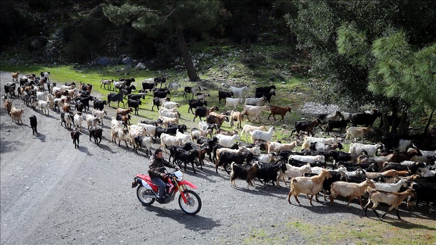 Bodrum’un ‘teknolojik çobanı’ sürüsünü ‘drone’ ile takip ediyor