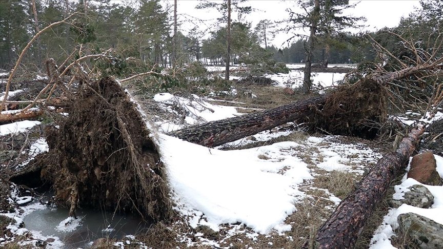 Bolu’da fırtına nedeniyle onlarca çam ağacı devrildi