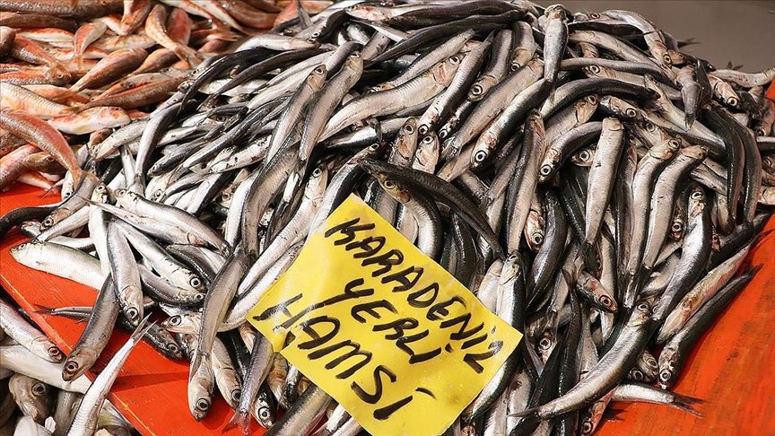 Karadenizli balıkçılar sezonu ‘kötü’ geçiriyor