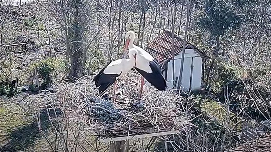 Bursa’da 10 yıldır aynı köye gelen leylek ‘Yaren’in eşiyle buluşması canlı yayınlandı