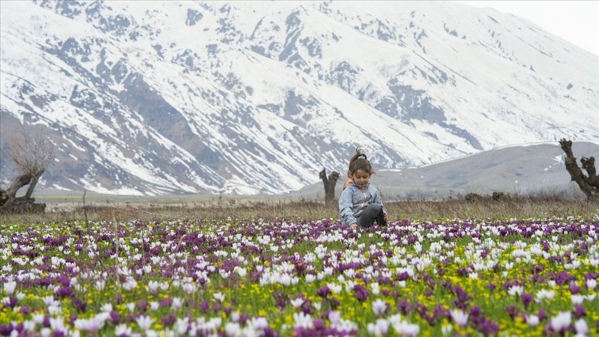 Tunceli’nin ovaları kardelen, nergis ve düğün çiçekleriyle rengarenk oldu
