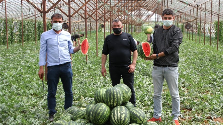 Antalya’da seralarda üretilen yılın ilk karpuzlarının hasadına başlandı