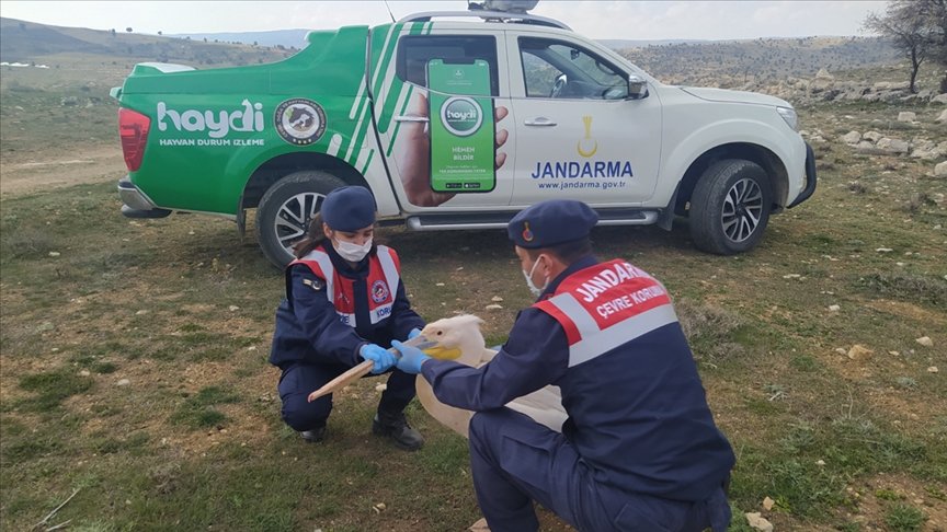 Mersin’de kanadı kırık pelikan tedaviye alındı