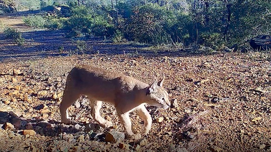 Muğla’da nesli tükenme tehlikesindeki karakulak fotokapanla görüntülendi
