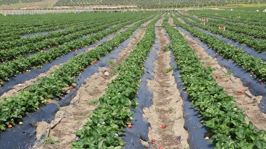 Türk çiftçisi salgın döneminde topraktan kopmadı, üretimi artırdı