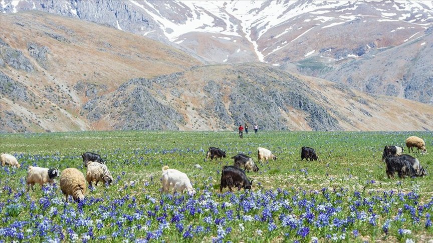 Tunceli’nin dağ köylerinde açan ‘süsen çiçekleri’ göz kamaştırıyor