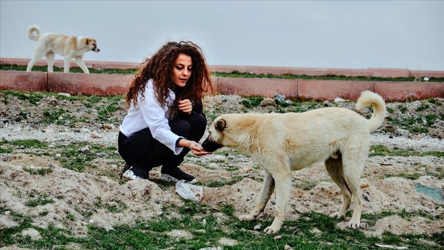 Genç ressam yaptığı resimleri sosyal medyadan satarak sokak hayvanlarını besliyor
