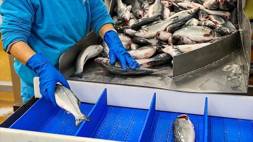 Türkiye’nin su ürünleri ihracatı 2020’de 1 milyar doları aştı