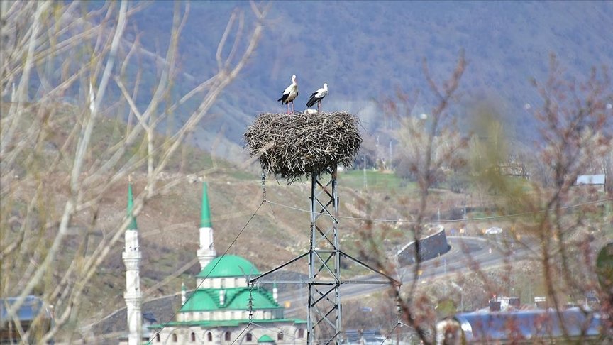 ‘Baharın müjdecisi’ leylekler Bingöl’e renk kattı
