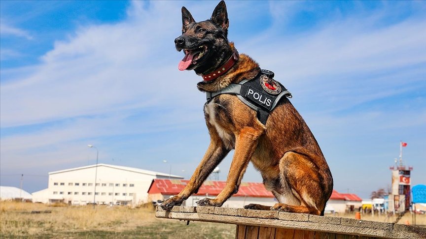 Narkotik köpeği ‘Magnum’ Van’daki ilk operasyonundan tam not aldı