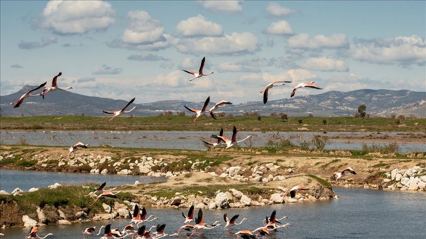 Gediz Deltası’ndaki kuş göçü hareketliliği kayıt altına alınıyor