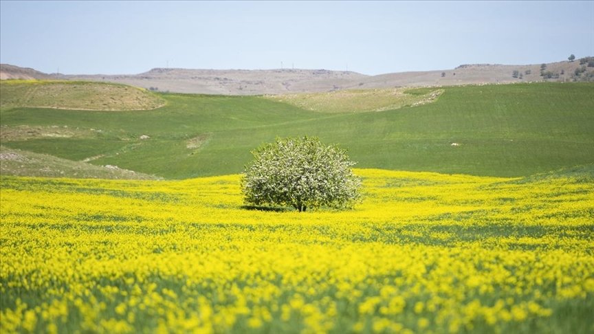 Tunceli’de yabani hardal çiçekleri tarlaları sarıya bürüdü