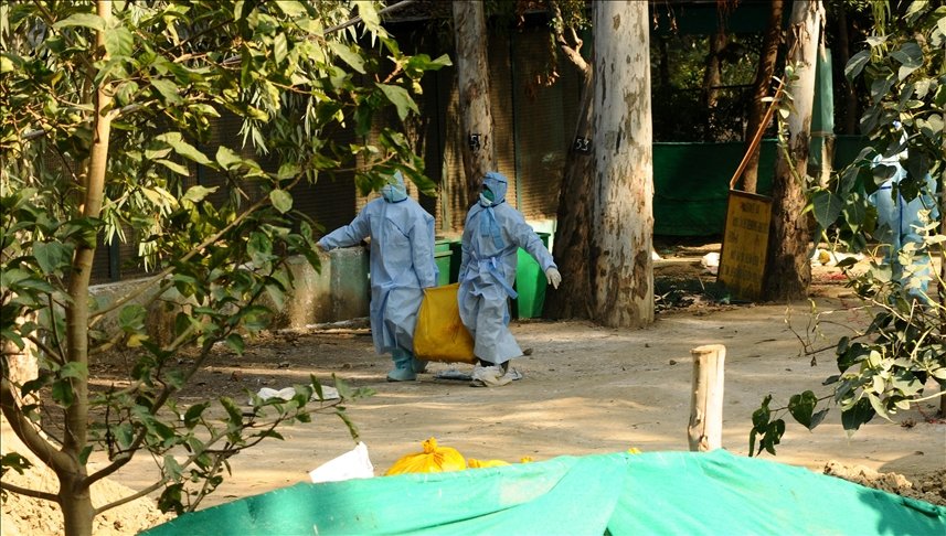 Güney Afrika’daki kuş gribi salgını sonrası 3 ülke alarma geçti