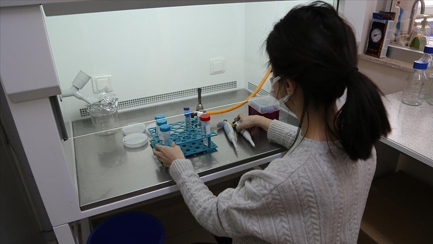 Türk bilim insanları buğdayın atası ‘ıza’yı laboratuvar ortamında üretti