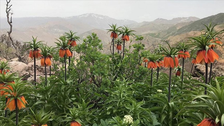 Baharın müjdecisi ‘ağlayan gelin’ fotoğraf tutkunlarının ilgisini çekiyor