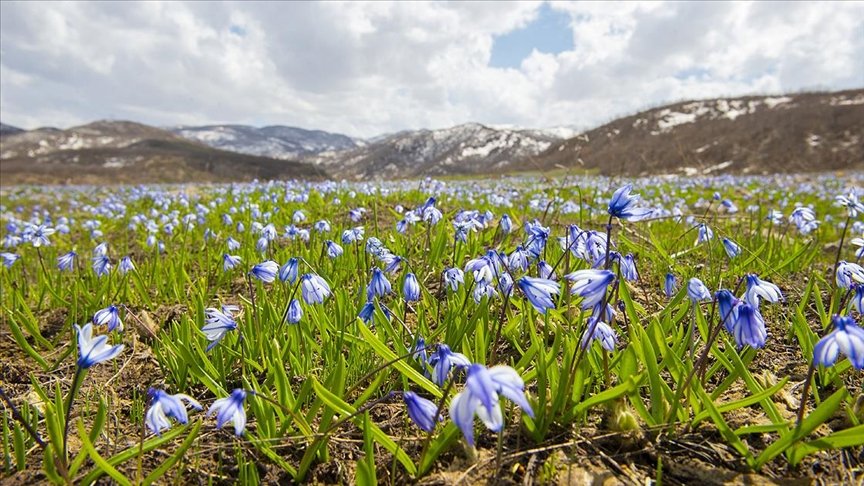 Tunceli’de baharın gelişiyle açan mavi kardelenler doğayı süsledi