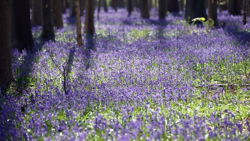 Hallerbos Ormanı’nda çan çiçekleri ziyaretçileri büyülüyor