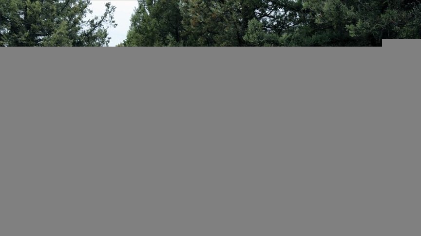 Türkiye’nin ilk ‘fosil ormanının’ UNESCO Dünya Miras Listesi’ne alınması için çalışma başlatıldı