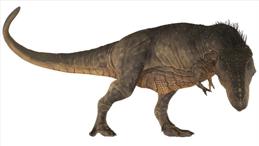 ‘T-Rex’ dinozor türünün sanılandan oldukça yavaş yürüdüğü belirlendi