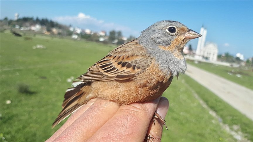Antalya’daki kuş istasyonunda Prag ve Brüksel’de halkalanmış akgerdanlı ötleğenler yakalandı