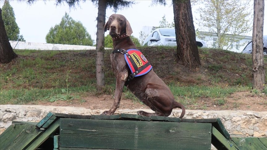 Narkotik dedektör köpeği ‘Manken’ Adıyaman’da jandarmanın en büyük yardımcısı