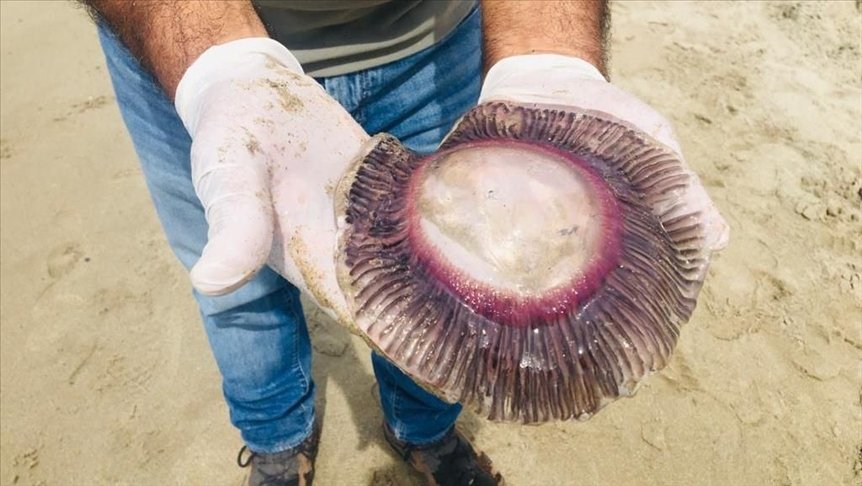Kuşadası’nda kıyıya vuran ölü denizanaları incelemeye alındı