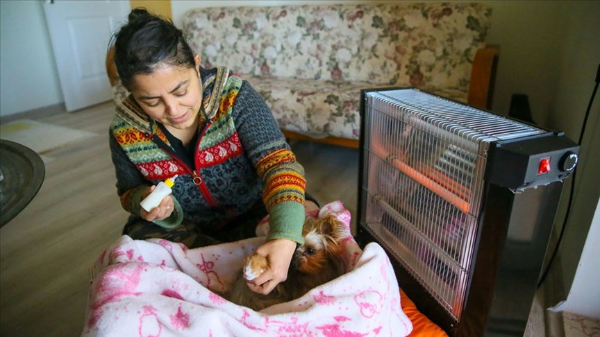 Ülkü öğretmen birlikte yaşadığı 7 köpek ve 11 kedi için ‘Laborant ve Veteriner Sağlık Programı’nı bitirdi