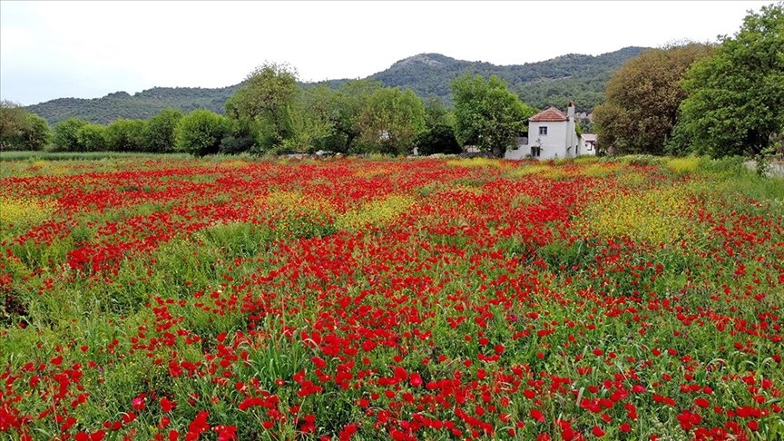 Fethiye’de açan gelincikler güzel görüntü oluşturdu