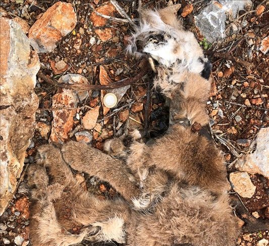 Muğla’da nesli tehdit altındaki “karakulak” ölü bulundu