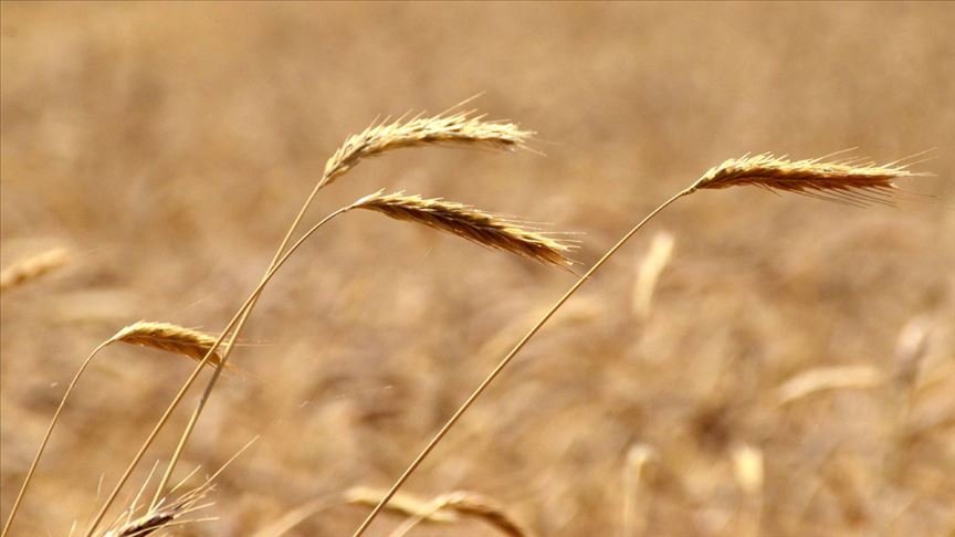Buğdayda bu sezon rekolte beklentisi 19 milyon ton
