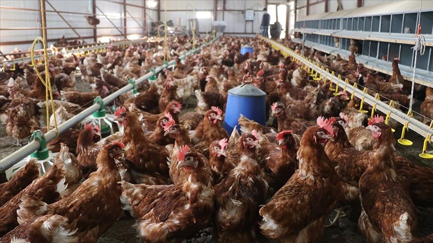 111 yaşındaki Avustralyalı uzun yaşamasını ‘tavuk beyni’ yemeye bağladı