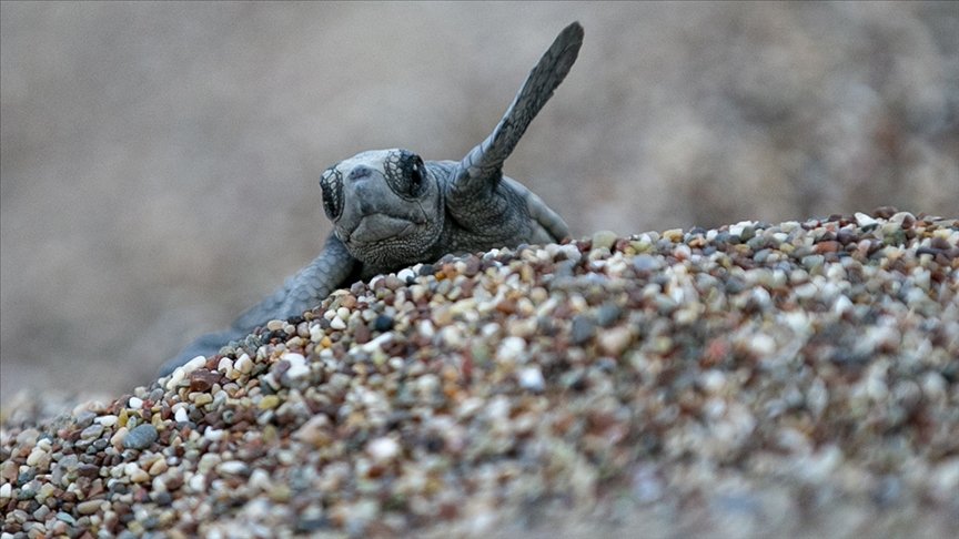 Antalya’da caretta carettalar yumurta bırakmaya başladı