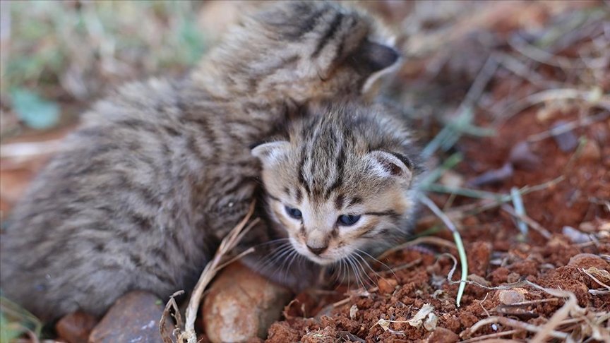 Osmaniye’de tarlada bulunan yaban kedisi yavruları bakıma alındı