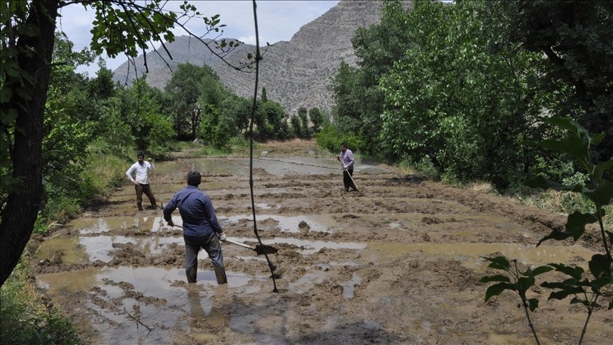 Hakkari’nin Irak sınırında imece usulüyle çeltik ekimi başladı