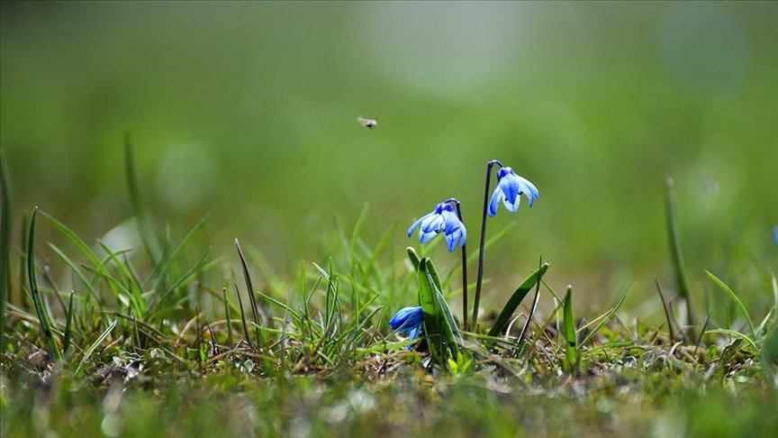 Kars’ta ilkbaharda açan mavi kardelenler doğayı süslüyor