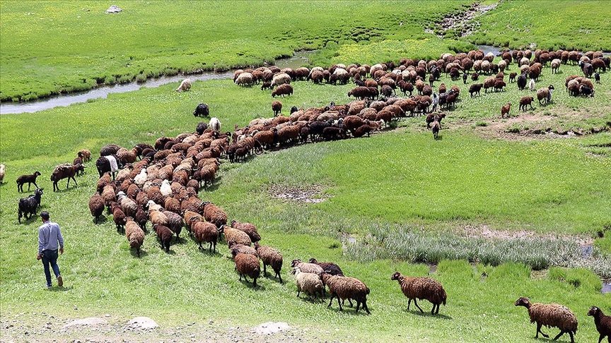 Ağrı’daki Sinek Yaylası göçerlerin sürüleriyle şenlendi