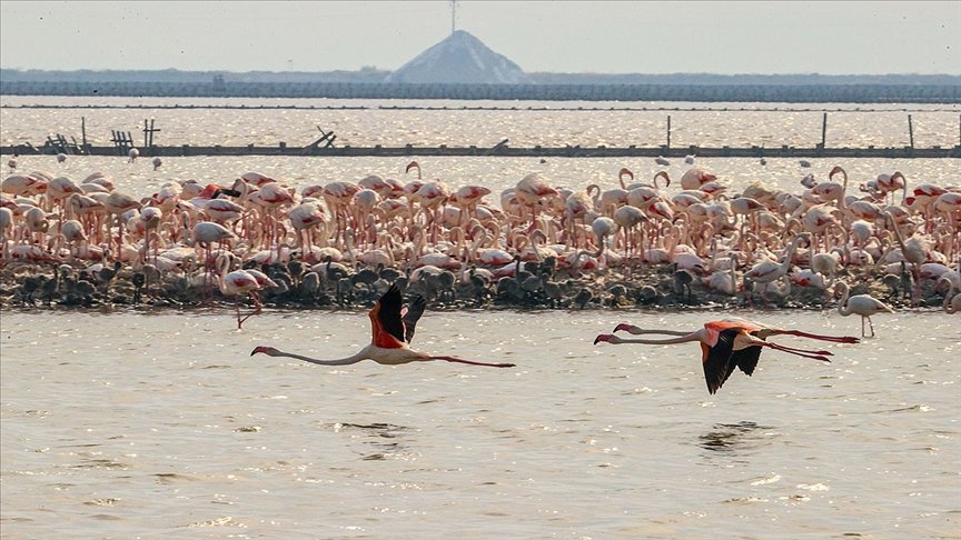 İzmir’deki ‘flamingo adası’ kuluçkaya yatan binlerce allı turnaya kucak açtı