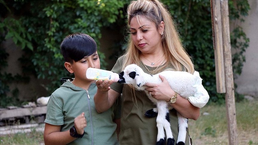 Annesinin kabullenmediği kuzuya ‘bebek’ gibi bakıyorlar