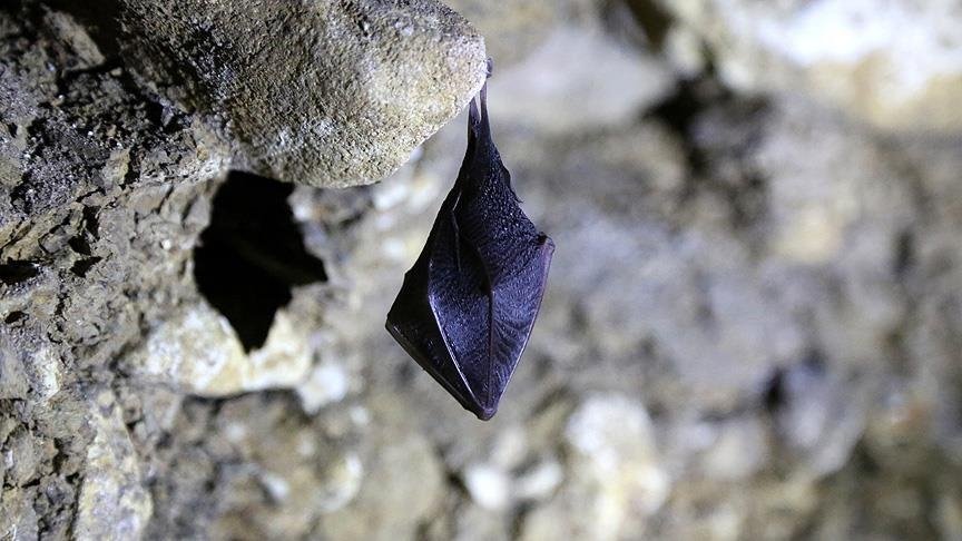 Yarasalarda görülen koronavirüslerin soy ağacında yeni bir dala rastlandı