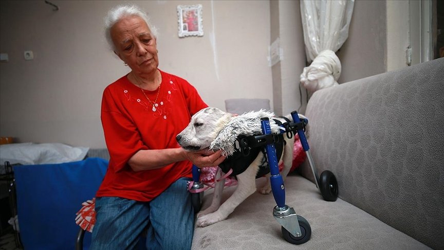 Sokakta bulduğu felçli köpeğe ‘bebek’ gibi bakarak hayata bağladı