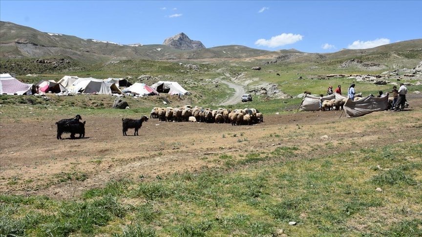 Muş ve Hakkari’nin huzurlu yaylaları göçerlerin vazgeçilmezi oldu