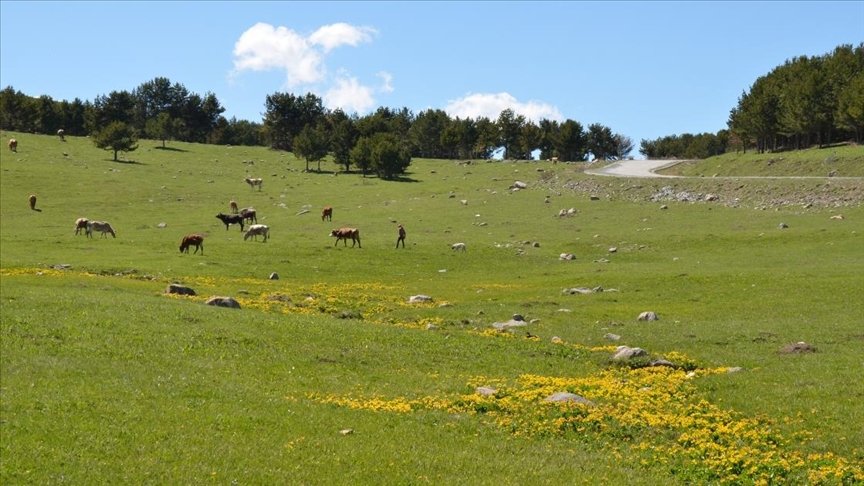 Kars’ta ilkbahar tüm güzellikleriyle yaşanıyor